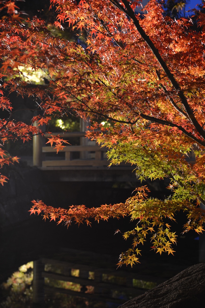 2013_12月25日ライトアップ　紅葉